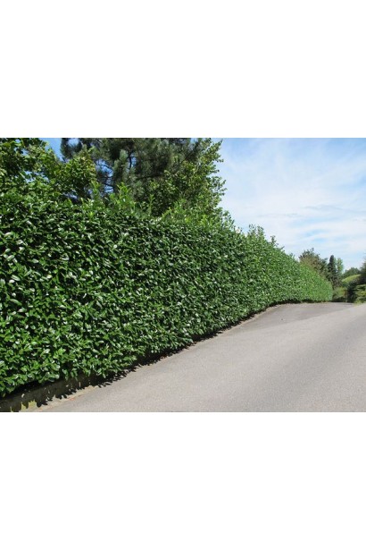 Prunus laurocerasus On Fire влітку